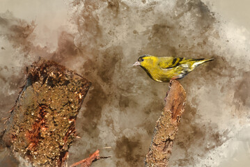 Digital watercolor painting of Wonderful vibrant image of yellow Siskin bird Spinus Spinus in Spring woodland landscape setting
