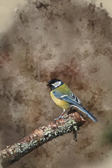 Digital watercolor painting of Lovely Spring landscape image of Great Tit bird Parus Major in forest setting with colorful vibrant colors