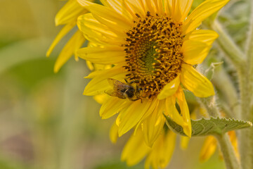 Sunflowers in the Summer Season