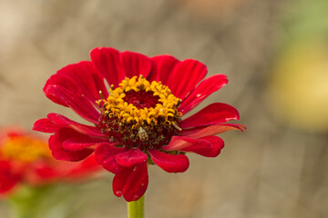 Red flower in the Summer
