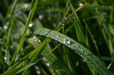 morning dew in green grass