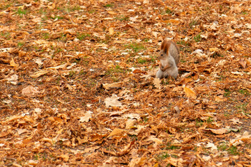 Squirrels in the autumn park. Autumn landscape.