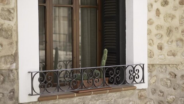 A girl walks on the street past a big window with a a cereus peruvianus cactus in a pot.