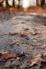 Vertical photography of autumn road with dry leafs.