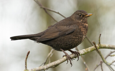 Female common blackbird (Turdus merula) perched in a tree in winter