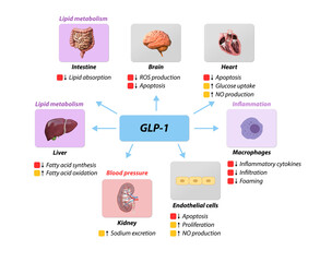 Glucagon-like Peptide 1 GLP-1 molecule, chemical structure. GLP-1 is being investigated for the treatment of diabetes mellitus.