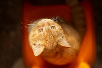 Top view of cute ginger kitten,closeup portrait.