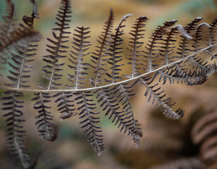fern leaves in the sunshine