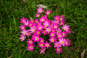 Beautiful Pink Flowers in a Forest. Nepalese Flora in the Himalayas