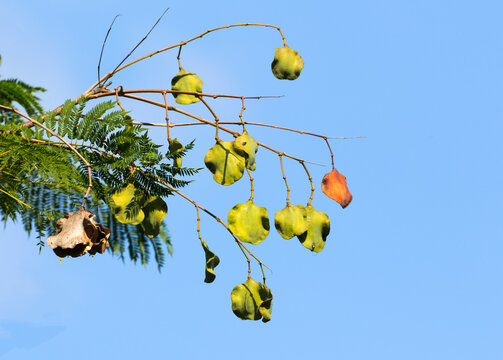 Seedpods of blue jakaranda (Jacaranda mimosifolia) is quite common tropical and subtropical tree