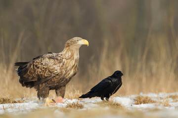 Majestic predator White-tailed eagle, Haliaeetus albicilla in Poland wild nature