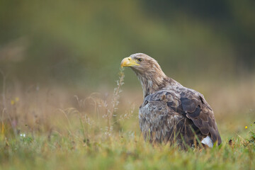 Fototapeta premium Majestic predator White-tailed eagle, Haliaeetus albicilla in Poland wild nature