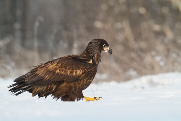 Majestic predator White-tailed eagle, Haliaeetus albicilla in Poland wild nature