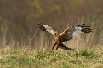 Flying Birds of prey Marsh harrier Circus aeruginosus, hunting time Poland Europe