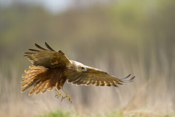 Flying Birds of prey Marsh harrier Circus aeruginosus, hunting time Poland Europe