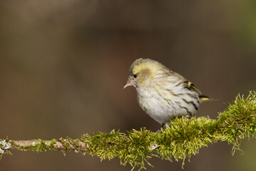 Bird Siskin Carduelis spinus male, small yellow bird, winter time in Poland Europe