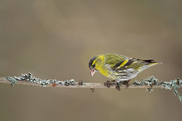 Bird Siskin Carduelis spinus male, small yellow bird, winter time in Poland Europe