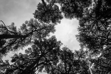 Montbonnot France 13 11 2022 lebanon cedar leaves seen from below, black and white photography