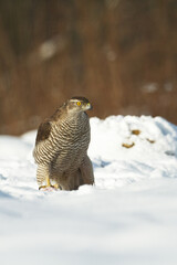 Birds of prey Goshawk Accipiter gentilis juvenile bird hunting time Poland Europe