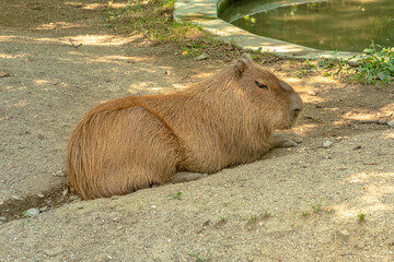 Capybara resting on the ground. Hydrochoerus hydrochaeris species. semiaquatic Rabbit-like rodent living in South America specially in Brazil