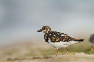 bird - Ruddy Turnstone migratory Arenaria interpres shorebird, migratory bird, Poland Europe Baltic Sea