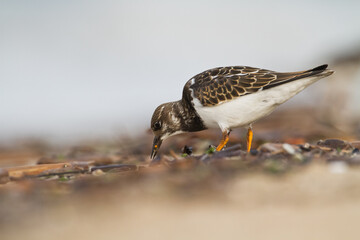 bird - Ruddy Turnstone migratory Arenaria interpres shorebird, migratory bird, Poland Europe Baltic Sea