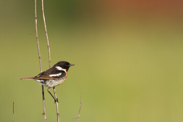 Bird - Stonechat Saxicola rubicola in summer meadow, wildlife Poland Europe