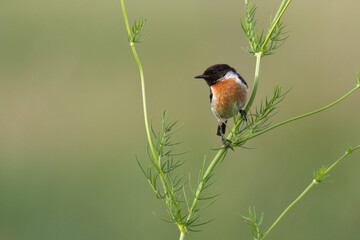Bird - Stonechat Saxicola rubicola in summer meadow, wildlife Poland Europe