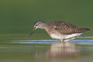 Shorebirds - Wood Sandpiper Tringa glareola, wildlife Poland Europe