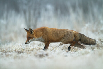 Fox Vulpes vulpes in autumn scenery, Poland Europe, animal walking among autumn meadow in amazing warm light