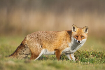 Fox Vulpes vulpes in autumn scenery, Poland Europe, animal walking among autumn meadow in amazing warm light