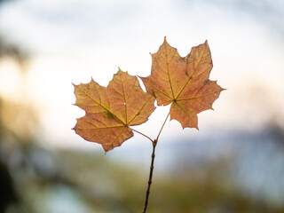 Autumn leaf in the forest