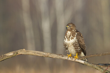 landing Common buzzard Buteo buteo in the fields in winter snow, buzzards in natural habitat, hawk...