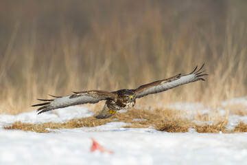 landing Common buzzard Buteo buteo in the fields in winter snow, buzzards in natural habitat, hawk...