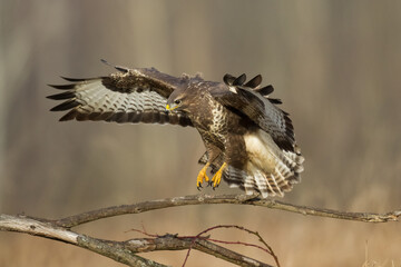 landing Common buzzard Buteo buteo in the fields in winter snow, buzzards in natural habitat, hawk bird on the ground, predatory bird close up winter bird