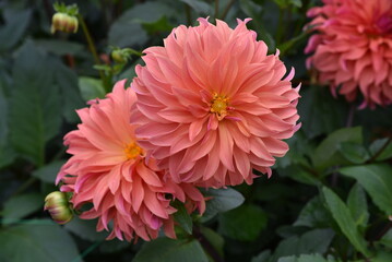 Dahlia rose au jardin