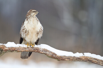 landing Common buzzard Buteo buteo in the fields in winter snow, buzzards in natural habitat, hawk bird on the ground, predatory bird close up winter bird
