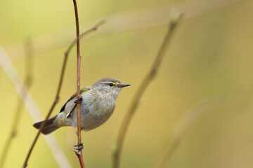 Small bird - Chiffchaff Phylloscopus collybita perched on tree, summer time