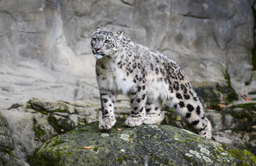 snow leopard cub © Stefan