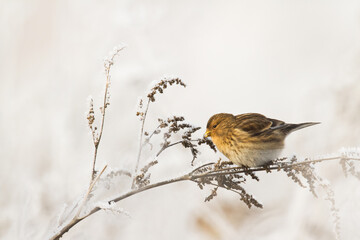 small migratory birds in winter time Carduelis flavirostris, Twite - winter in Poland europe	