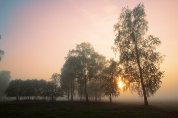 Obraz na płótnie Canvas Landscape sunset in Narew river valley, Poland Europe, foggy misty meadows with willow trees, spring time