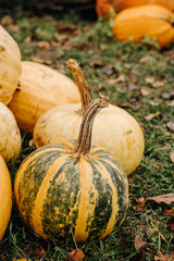 Large ripe yellow and green autumn pumpkins in autumn outdoors. Pumpkins for Halloween