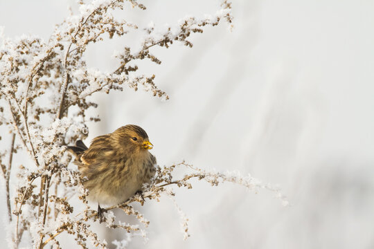 small migratory birds in winter time Carduelis flavirostris, Twite - winter in Poland europe	