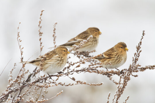small migratory birds in winter time Carduelis flavirostris, Twite - winter in Poland europe	