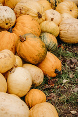 Large ripe yellow, orange and green autumn pumpkins in autumn outdoors. Pumpkins for Halloween