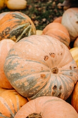 Large ripe yellow, orange and green autumn pumpkins in autumn outdoors. Pumpkins for Halloween