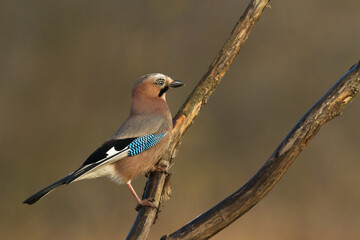 Bird Eurasian Jay Garrulus glandarius sitting on the branch Poland, Europe