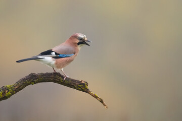 Bird Eurasian Jay Garrulus glandarius sitting on the branch Poland, Europe