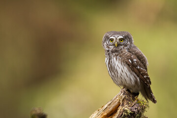 Pygmy owl Glaucidium passerinum little owl natural dark forest north parts of Poland Europe	
