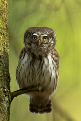 Pygmy owl Glaucidium passerinum little owl natural dark forest north parts of Poland Europe	
